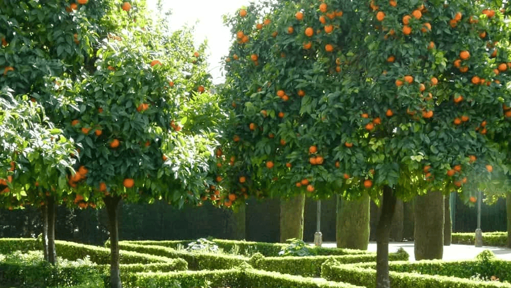 Orange Tree Courtyard